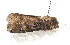 ( - AOC Lep 01967)  @11 [ ] Copyright (2021) A.S. Ortiz Unspecified
