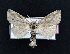  ( - AOC Lep 01996)  @11 [ ] Copyright (2021) A.S. Ortiz Unspecified
