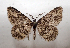  ( - AOC Lep 01999)  @11 [ ] Copyright (2021) A.S. Ortiz Unspecified