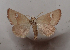  ( - AOC Lep 02001)  @11 [ ] Copyright (2021) A.S. Ortiz Unspecified