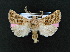  ( - AOC Lep 02027)  @11 [ ] Copyright (2021) A.S. Ortiz Unspecified