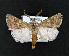  ( - AOC Lep 02029)  @11 [ ] Copyright (2021) A.S. Ortiz Unspecified