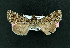  ( - AOC Lep 02034)  @11 [ ] Copyright (2021) A.S. Ortiz Unspecified