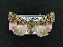  ( - AOC Lep 02035)  @11 [ ] Copyright (2021) A.S. Ortiz Unspecified