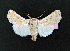  (Agrotis alexandriensis - AOC Lep 02051)  @11 [ ] Copyright (2021) A.S. Ortiz Unspecified