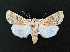  ( - AOC Lep 02052)  @11 [ ] Copyright (2021) A.S. Ortiz Unspecified