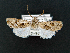 ( - AOC Lep 02057)  @11 [ ] Copyright (2021) A.S. Ortiz Unspecified