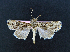  ( - AOC Lep 02058)  @11 [ ] Copyright (2021) A.S. Ortiz Unspecified
