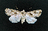  (Agrotis sp. AOC01 - AOC Lep 02060)  @11 [ ] Copyright (2021) A.S. Ortiz Unspecified