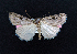  ( - AOC Lep 02082)  @11 [ ] Copyright (2021) A.S. Ortiz Unspecified