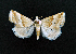  ( - AOC Lep 02083)  @11 [ ] Copyright (2021) A.S. Ortiz Unspecified