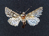  ( - AOC Lep 02096)  @11 [ ] Copyright (2021) A.S. Ortiz Unspecified