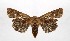 ( - AOC Lep 02122)  @11 [ ] Copyright (2021) A.S. Ortiz Unspecified