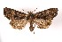  ( - AOC Lep 02123)  @11 [ ] Copyright (2021) A.S. Ortiz Unspecified