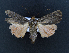  ( - AOC Lep 02129)  @11 [ ] Copyright (2021) A.S. Ortiz Unspecified