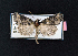  ( - AOC Lep 02139)  @11 [ ] Copyright (2021) A.S. Ortiz Unspecified