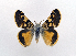  ( - AOC Lep 02154)  @11 [ ] Copyright (2021) A.S. Ortiz Unspecified