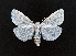  ( - AOC Lep 02182)  @11 [ ] Copyright (2021) A.S. Ortiz Unspecified