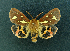  ( - AOC Lep 02183)  @11 [ ] Copyright (2021) A.S. Ortiz Unspecified