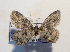  ( - AOC Lep 02189)  @11 [ ] Copyright (2021) A.S. Ortiz Unspecified