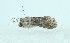  ( - AOC Lep 02190)  @11 [ ] Copyright (2021) A.S. Ortiz Unspecified