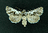  ( - AOC Lep 02209)  @11 [ ] Copyright (2021) A.S. Ortiz Unspecified
