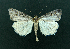  ( - AOC Lep 02215)  @11 [ ] Copyright (2021) A.S. Ortiz Unspecified