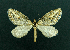  ( - AOC Lep 02216)  @11 [ ] Copyright (2021) A.S. Ortiz Unspecified