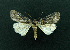  ( - AOC Lep 02218)  @11 [ ] Copyright (2021) A.S. Ortiz Unspecified