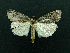  ( - AOC Lep 02219)  @11 [ ] Copyright (2021) A.S. Ortiz Unspecified