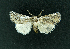  ( - AOC Lep 02225)  @11 [ ] Copyright (2021) A.S. Ortiz Unspecified