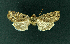  ( - AOC Lep 02228)  @11 [ ] Copyright (2021) A.S. Ortiz Unspecified