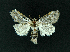  ( - AOC Lep 02232)  @11 [ ] Copyright (2021) A.S. Ortiz Unspecified