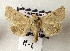  ( - AOC Lep 02236)  @11 [ ] Copyright (2021) A.S. Ortiz Unspecified