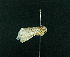  ( - AOC Lep 02240)  @11 [ ] Copyright (2021) A.S. Ortiz Unspecified