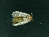  ( - AOC Lep 02244)  @11 [ ] Copyright (2021) A.S. Ortiz Unspecified