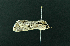  ( - AOC Lep 02261)  @11 [ ] Copyright (2021) A.S. Ortiz Unspecified