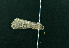 ( - AOC Lep 02267)  @11 [ ] Copyright (2021) A.S. Ortiz Unspecified