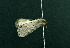  ( - AOC Lep 02268)  @11 [ ] Copyright (2021) A.S. Ortiz Unspecified