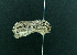  ( - AOC Lep 02277)  @11 [ ] Copyright (2021) A.S. Ortiz Unspecified