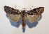  ( - AOC Lep 02287)  @11 [ ] Copyright (2022) A.S. Ortiz Unspecified