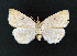  ( - AOC Lep 02295)  @11 [ ] Copyright (2022) A.S. Ortiz Unspecified