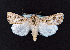  (Agrotis yelai - AOC Lep 02299)  @11 [ ] Copyright (2022) A.S. Ortiz Unspecified
