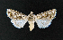  ( - AOC Lep 02300)  @11 [ ] Copyright (2022) A.S. Ortiz Unspecified