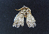  ( - AOC Lep 02305)  @11 [ ] Copyright (2022) A.S. Ortiz Unspecified