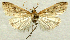  (Udea simplicella - AOC Lep 02306)  @11 [ ] Copyright (2022) A.S. Ortiz Unspecified