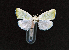  ( - AOC Lep 02315)  @11 [ ] Copyright (2022) A.S. Ortiz Unspecified