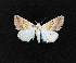  ( - AOC Lep 02318)  @11 [ ] Copyright (2022) A.S. Ortiz Unspecified