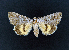  ( - AOC Lep 02319)  @11 [ ] Copyright (2022) A.S. Ortiz Unspecified