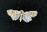  ( - AOC Lep 02331)  @11 [ ] Copyright (2022) A.S. Ortiz Unspecified